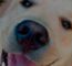 Perro Contento, La Pólvora Y Los Animales