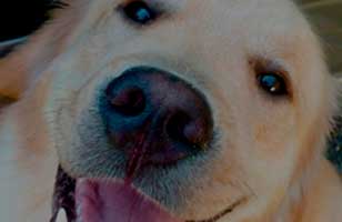 Fuegos Artificiales Y Los Animales