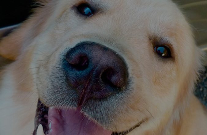 Perro Contento, La Pólvora y los Animales
